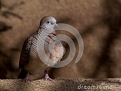 Zebra dove Stock Photo