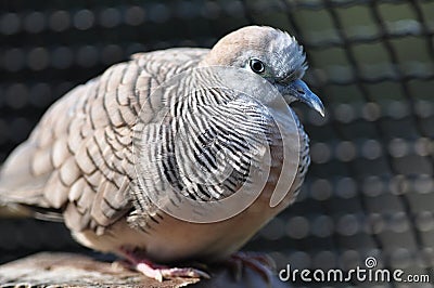 Zebra Dove Stock Photo