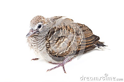 Zebra Dove Baby Bird. Stock Photo