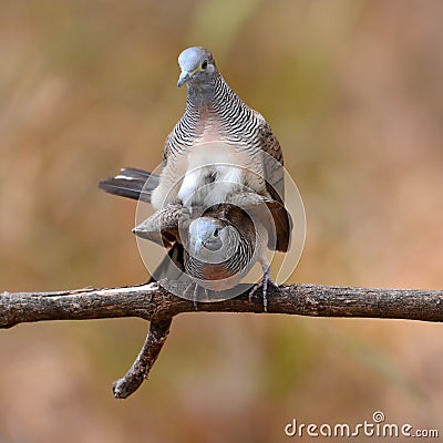 Zebra dove bird mating Stock Photo