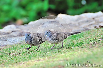 Zebra Dove Stock Photo