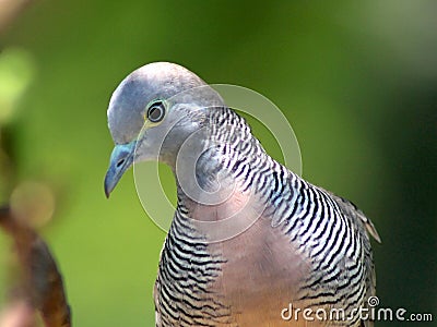 Zebra Dove Closeup Stock Photo