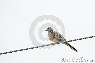 Zebra Dove, known as barred ground dovo bird perching on power l Stock Photo