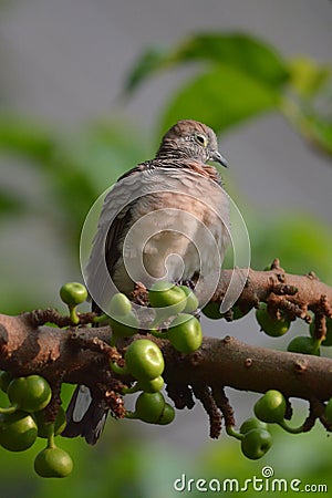 Zebra Dove Stock Photo