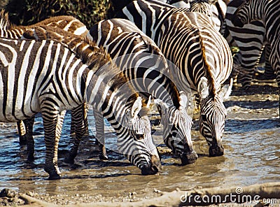 Zebra drinking Stock Photo