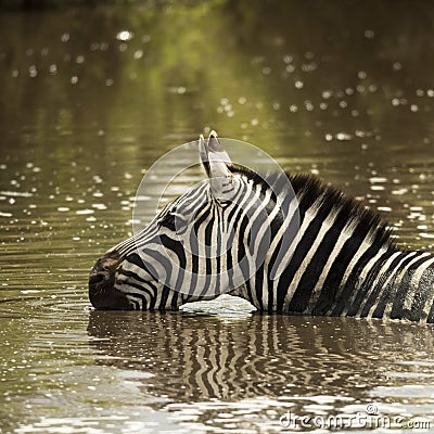 Zebra drinking in a river, Serengeti, Tanzania Stock Photo