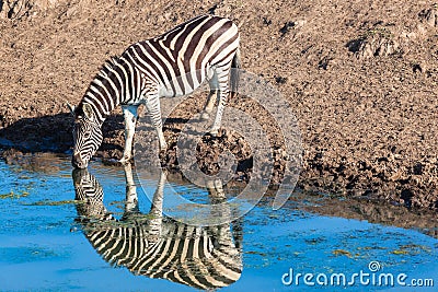 Zebra Water Mirror Reflections Stock Photo