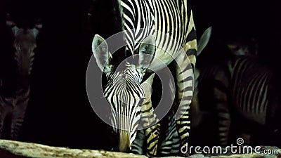 Zebra drinking water at night Stock Photo