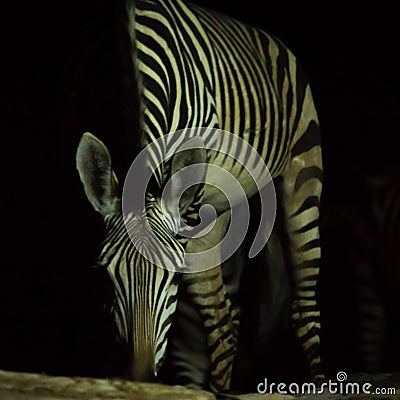 Zebra drinking water at night Stock Photo
