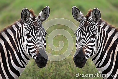 Zebra duo Stock Photo