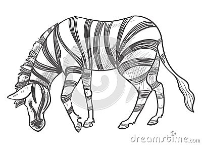 Zebra eating grass, herbivore animal monochrome Vector Illustration