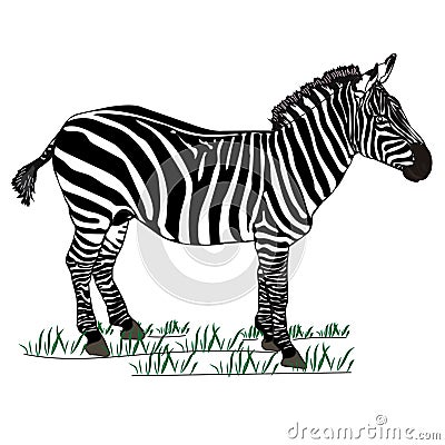 A zebra eating grass in the middle of the field. Vector Illustration