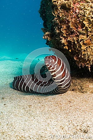 Zebra eel, Baja Reefs. Stock Photo