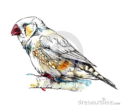 Zebra finch bird sitting on the branch. Watercolor illustration Vector Illustration