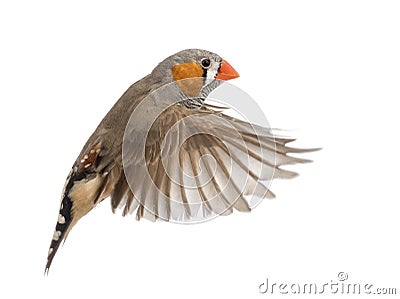 Zebra Finch flying, Taeniopygia guttata Stock Photo