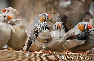 Zebra finches Stock Photo