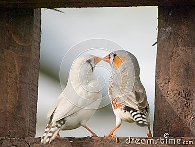 Zebra Finches. Stock Photo