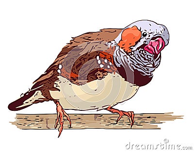 Zebra Finches Vector Illustration