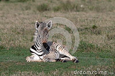 Zebra foal Stock Photo