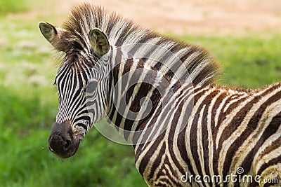 Zebra Foal Colt Summer Stock Photo