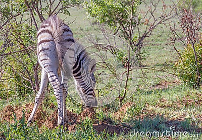 A zebra foal eats dirt to supplement its diet Stock Photo