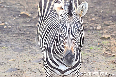 Zebra Stock Photo