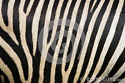 Zebra fur Stock Photo