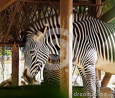 Zebra Or Genus Equus Stock Photo