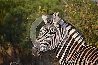 A Zebra Backwards Glance Stock Photo