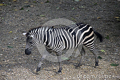 Zebra gracefully strolling on rocky terrain, foraging for sustenance. Stock Photo