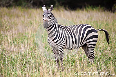 Zebra in the grasland in Kenya, safari Stock Photo