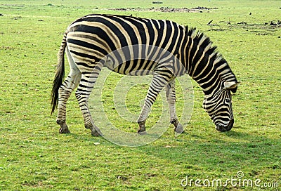 Zebra Grazing Stock Photo