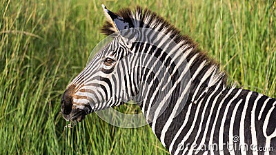 Zebra with green background Botswana Stock Photo