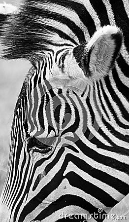 Zebra Head, Black and White Stock Photo