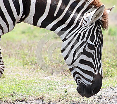 Zebra head down Stock Photo