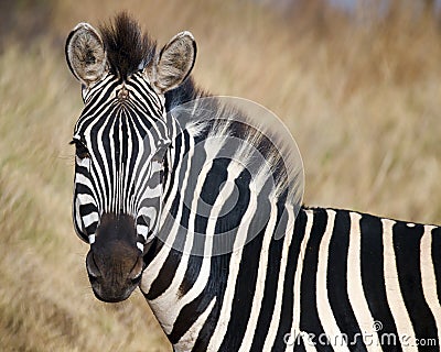 Zebra head looking at you Stock Photo