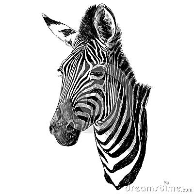 Zebra head sketch vector graphics Vector Illustration
