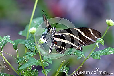 Zebra Heliconian Butterfly 606170 Stock Photo