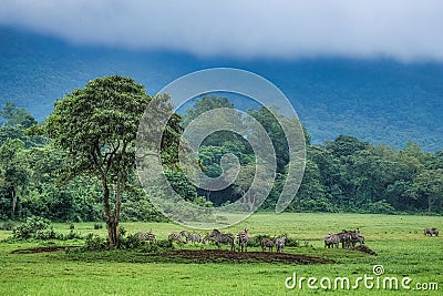 Zebra herd resting in green meadow under tree in front of foggy rain forest Stock Photo