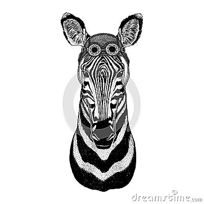 Zebra Horse wearing aviator hat Motorcycle hat with glasses for biker Illustration for motorcycle or aviator t-shirt Stock Photo