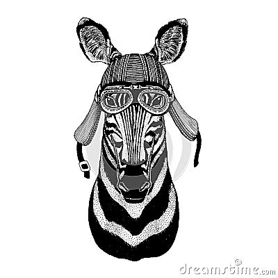 Zebra, horse wild biker animal wearing motorcycle helmet. Hand drawn image for tattoo, emblem, badge, logo, patch, t Vector Illustration