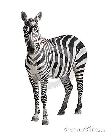 Zebra isolated on white Stock Photo