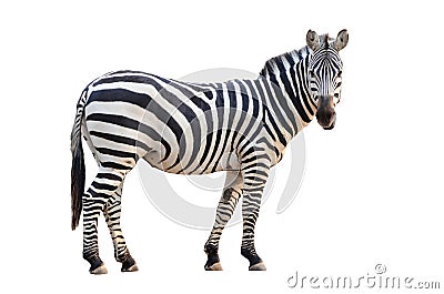 Zebra isolated Stock Photo