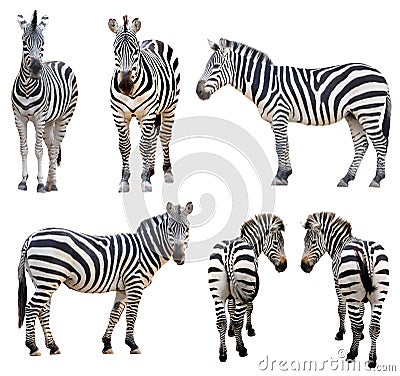 Zebra isolated Stock Photo