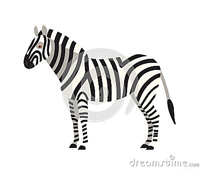 Zebra isolated on white background. Portrait of stunning wild herbivorous animal with stripy coat. Graceful exotic Vector Illustration