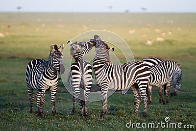 Zebra Kiss Stock Photo
