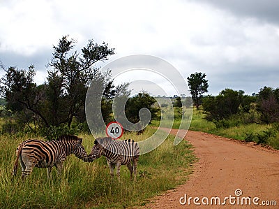 Zebra kiss Stock Photo