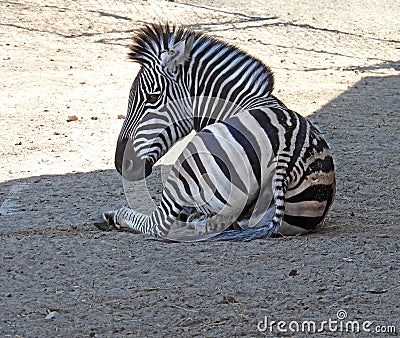 Zebra laying down in zoo enclosure in FingerLakes Stock Photo