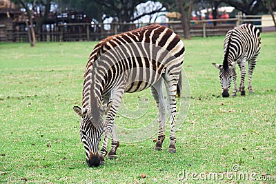 Zebra in Lion Park Stock Photo
