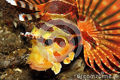 Zebra Lionfish Stock Photo